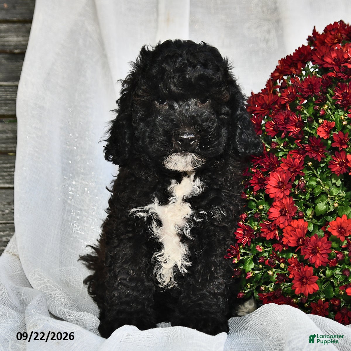 Shihpoo dogs Master  - Ad 1