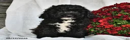 Shihpoo dogs for sale: Master  - Ad 1