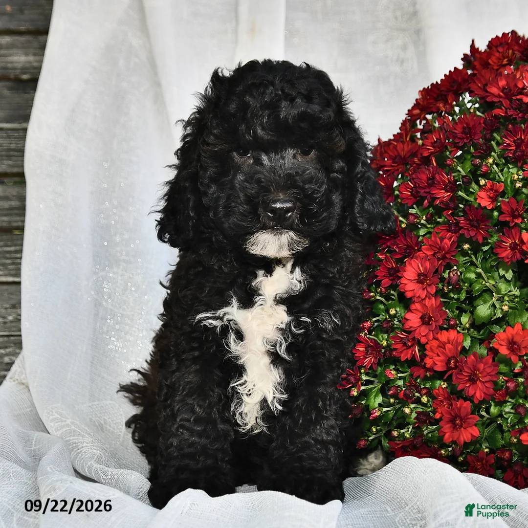 Shihpoo dogs for sale: Master  - Ad 1