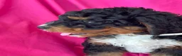 Mini Bernedoodle dogs for sale: WALTER - Ad 3