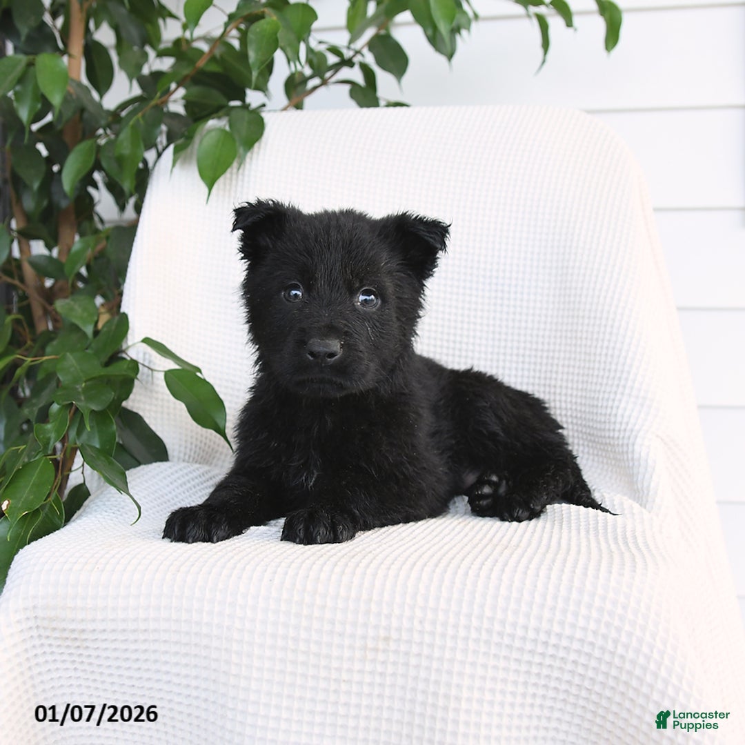 German Shepherd dogs for sale: Kip   - Ad 3