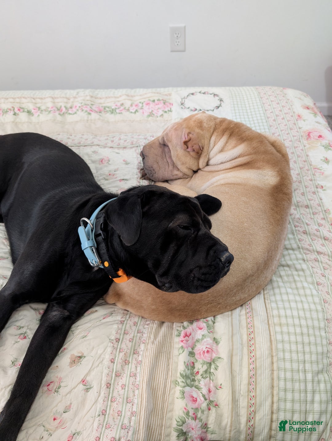 Mixed Breed dogs for sale: Mixed Breed Puppy 1 - Ad 5