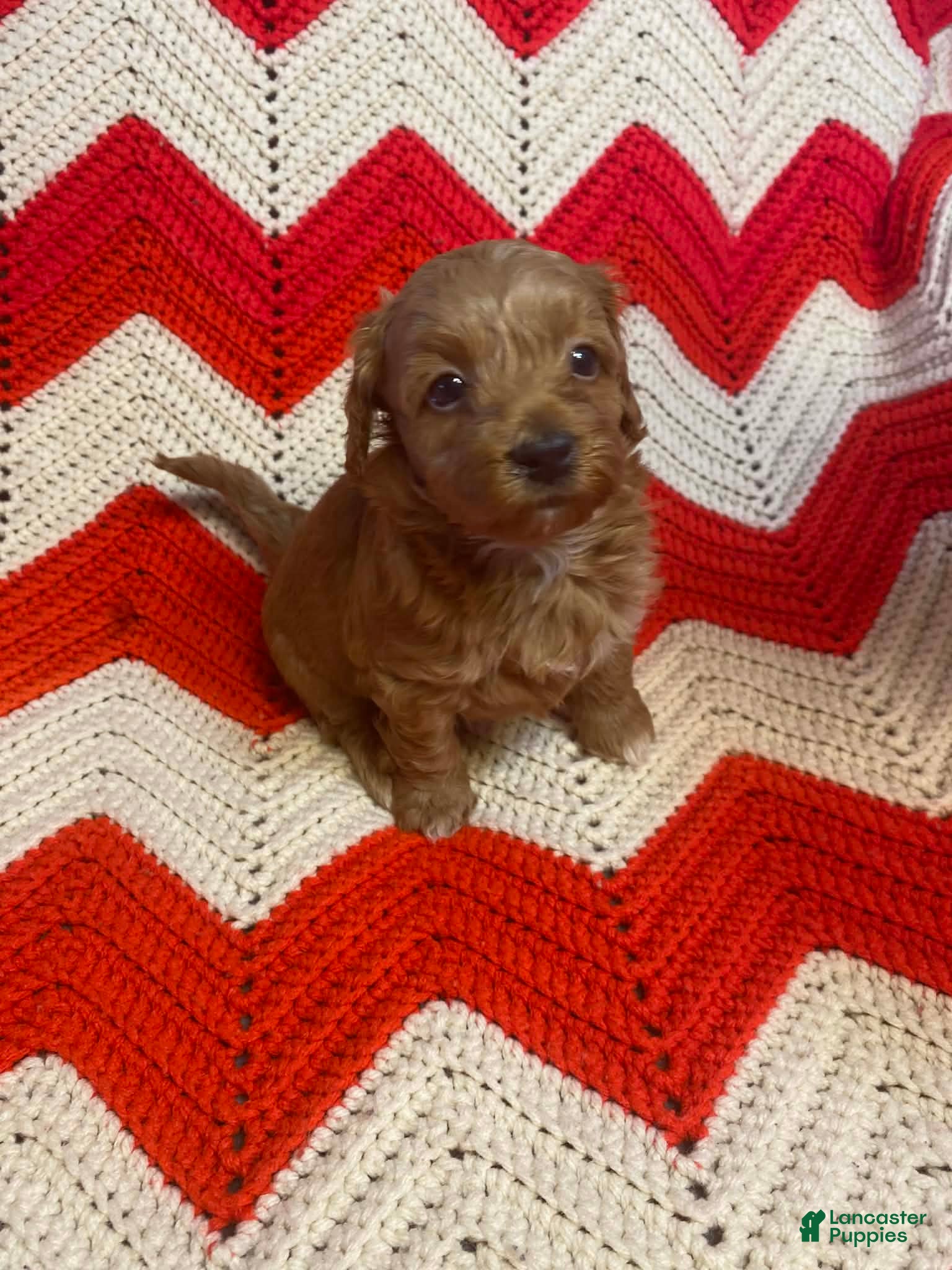 Maltipoo dogs Little Bear - Ad 39