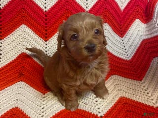 Maltipoo dogs Little Bear - Ad 35