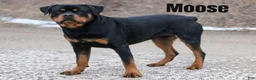 Rottweiler dogs for sale: Boss - Ad 3