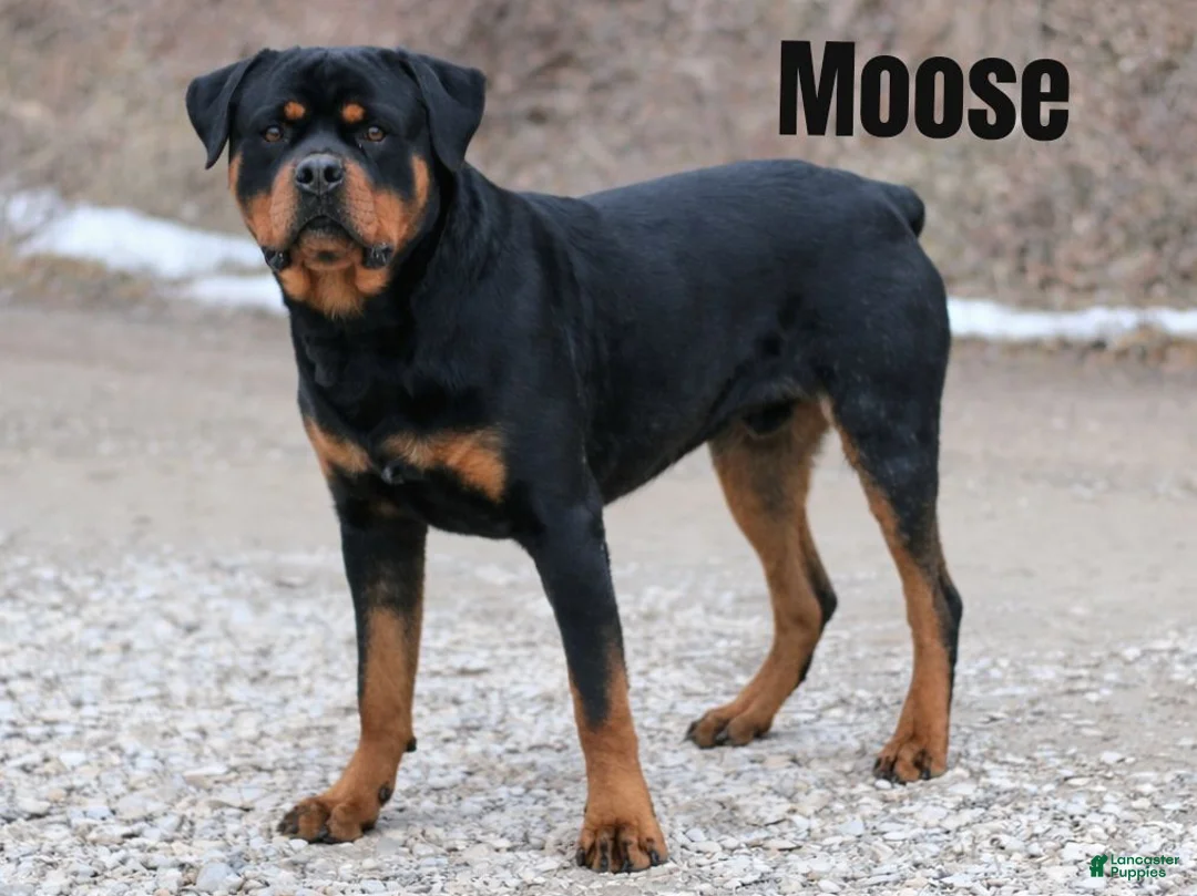 Rottweiler dogs for sale: Boss - Ad 3