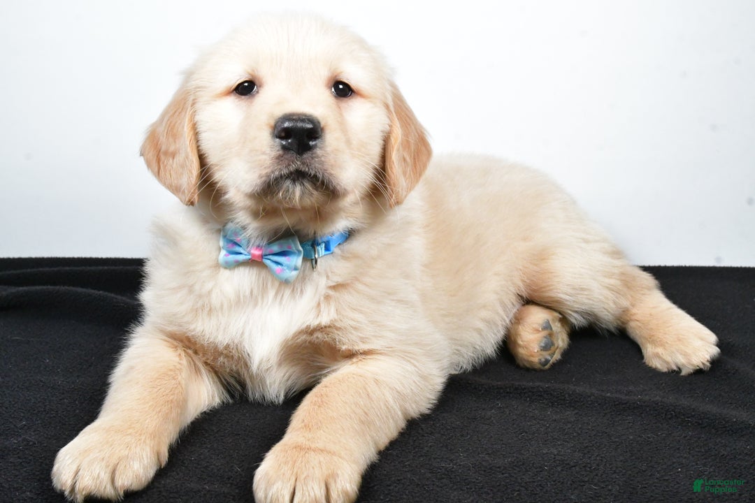 Golden Retriever dogs for sale: Jake - Ad 9