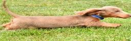 Miniature Dachshund dogs for sale: Bentley - Ad 13