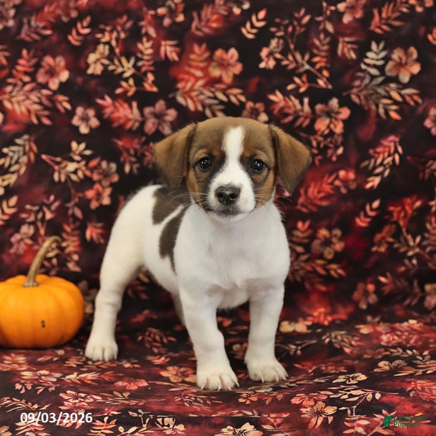 Jack Russell Terrier dogs Sugar - Ad 1