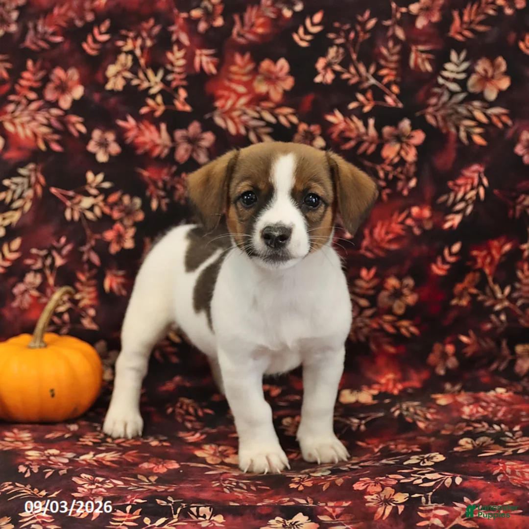 Jack Russell Terrier dogs for sale: Sugar - Ad 1