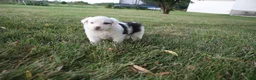 Miniature Australian Shepherd dogs for sale: Irene - Ad 8