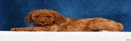 Mini Goldendoodle dogs for sale: Sasha - Ad 3