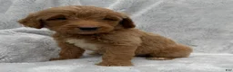 Goldendoodle dogs for sale: Alex - Ad 3