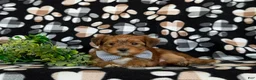 Shorkie dogs for sale: Ludlow Hypoallergenic - Ad 6
