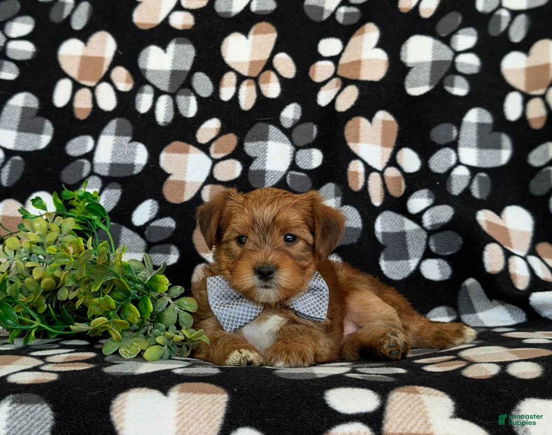 Shorkie dogs for sale: Ludlow Hypoallergenic - Ad 6