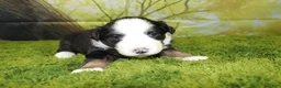 Miniature Australian Shepherd dogs for sale: Jubilee - Ad 6