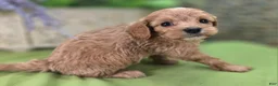 Cavapoo dogs for sale: Miles - Ad 16