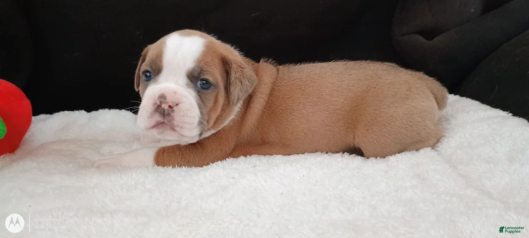 Olde English Bulldogge dogs for sale: Olde English Bulldogge Nyx - Ad 5