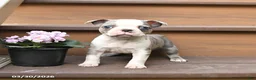 Boston Terrier dogs for sale: Tulip - Ad 4