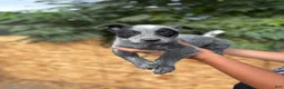 Australian Cattle Dog dogs for sale: Australian Cattle Dog 1 - Ad 2