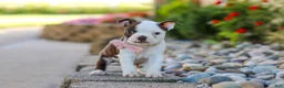 Boston Terrier dogs for sale: Sammy - Ad 6
