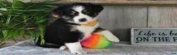 Australian Shepherd dogs for sale: Leo - Ad 5