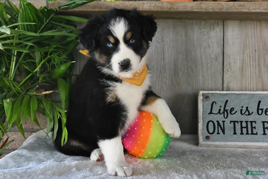 Australian Shepherd dogs for sale: Leo - Ad 5