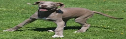 Great Dane dogs for sale: Great Dane 2 - Ad 7