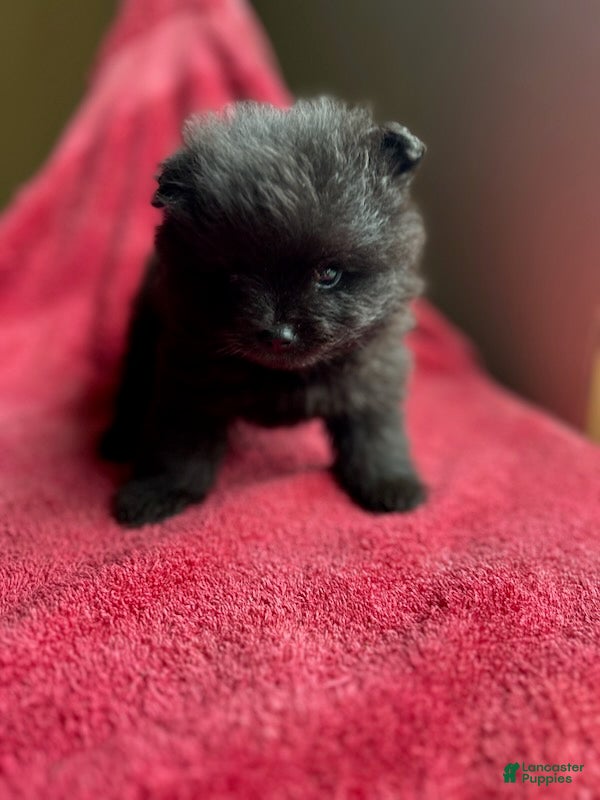 Pomeranian dogs Helios - Ad 2
