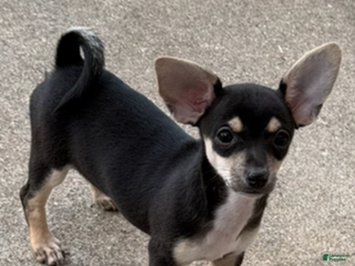 Chihuahua dogs - Ad 1