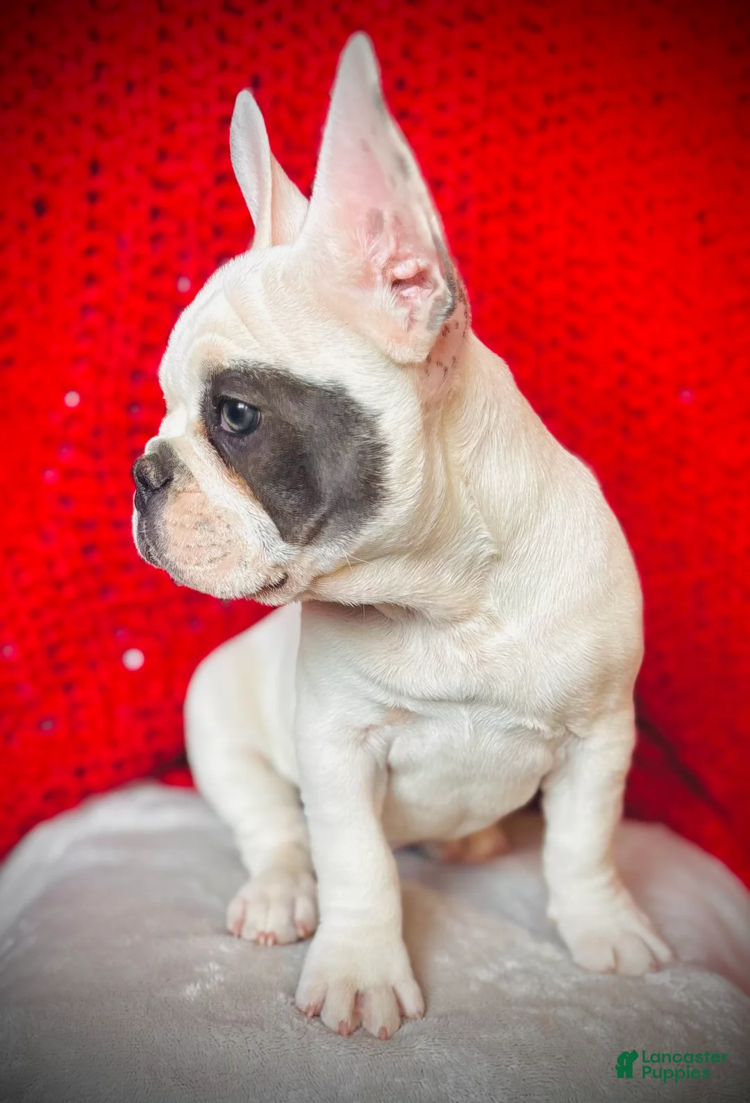 French Bulldog dogs for sale: Maislee - Ad 5