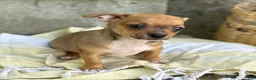 Chihuahua dogs for sale: Ristle - Ad 10