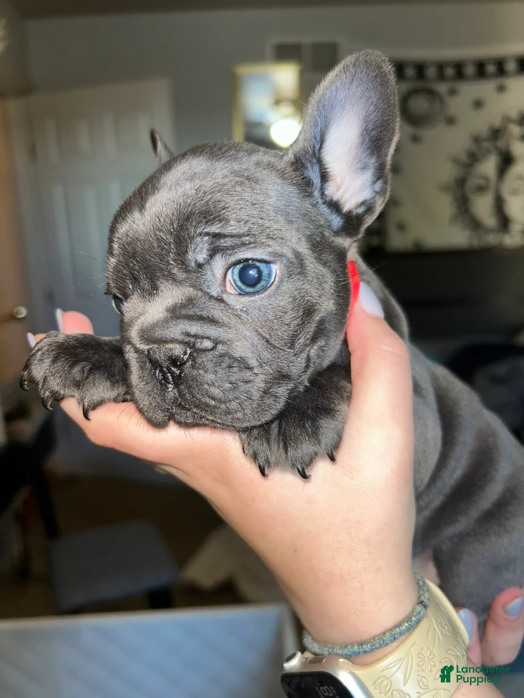 French Bulldog dogs for sale: French Bulldog 2 - Ad 1