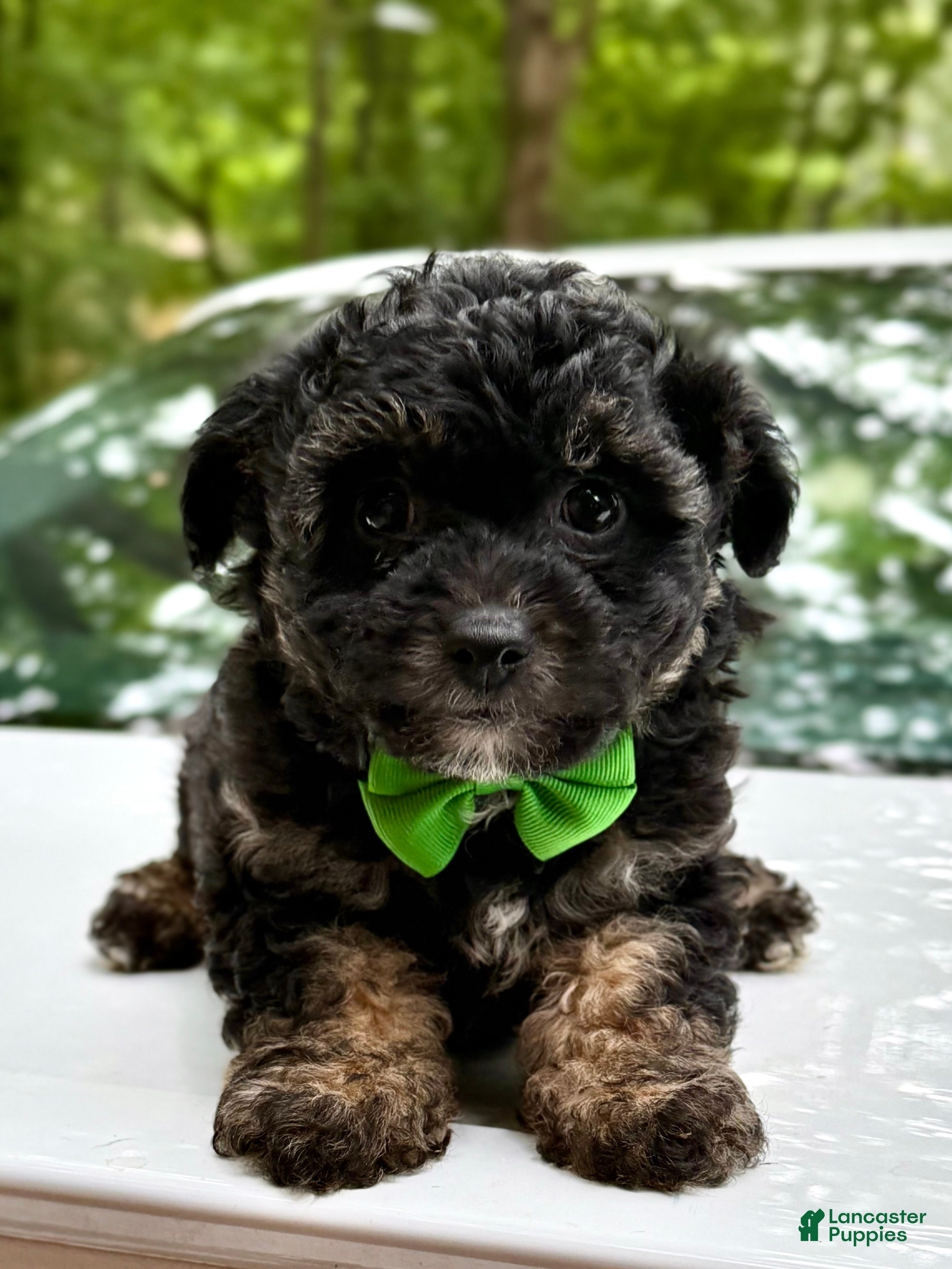 Mini Aussiedoodle dogs for sale: Mini Aussiedoodle Puppy 3 - Ad 2