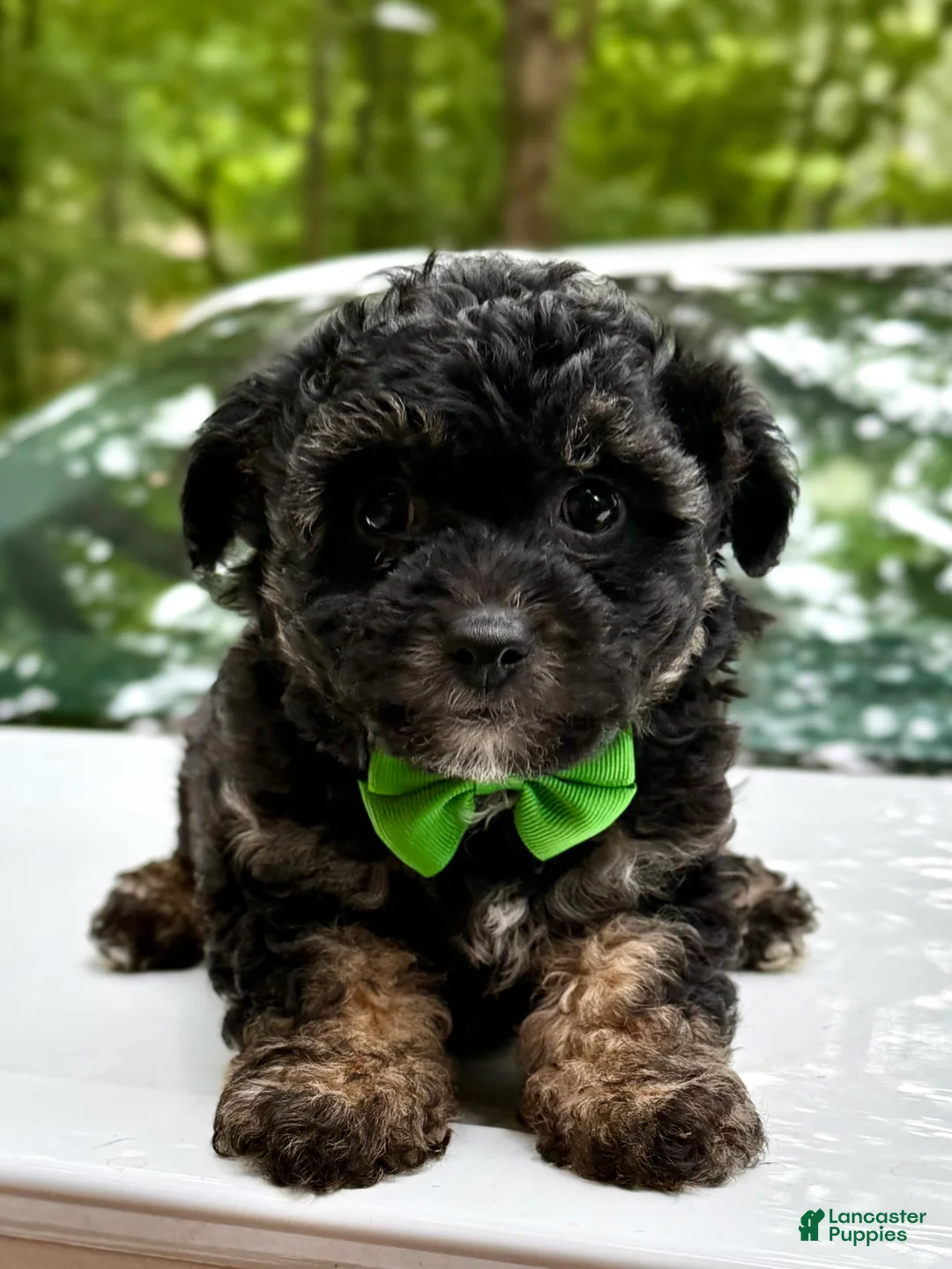 Mini Aussiedoodle dogs for sale: Mini Aussiedoodle Puppy 3 - Ad 1