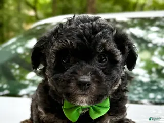 Mini Aussiedoodle dogs for sale: Mini Aussiedoodle Puppy 3 - Ad 2