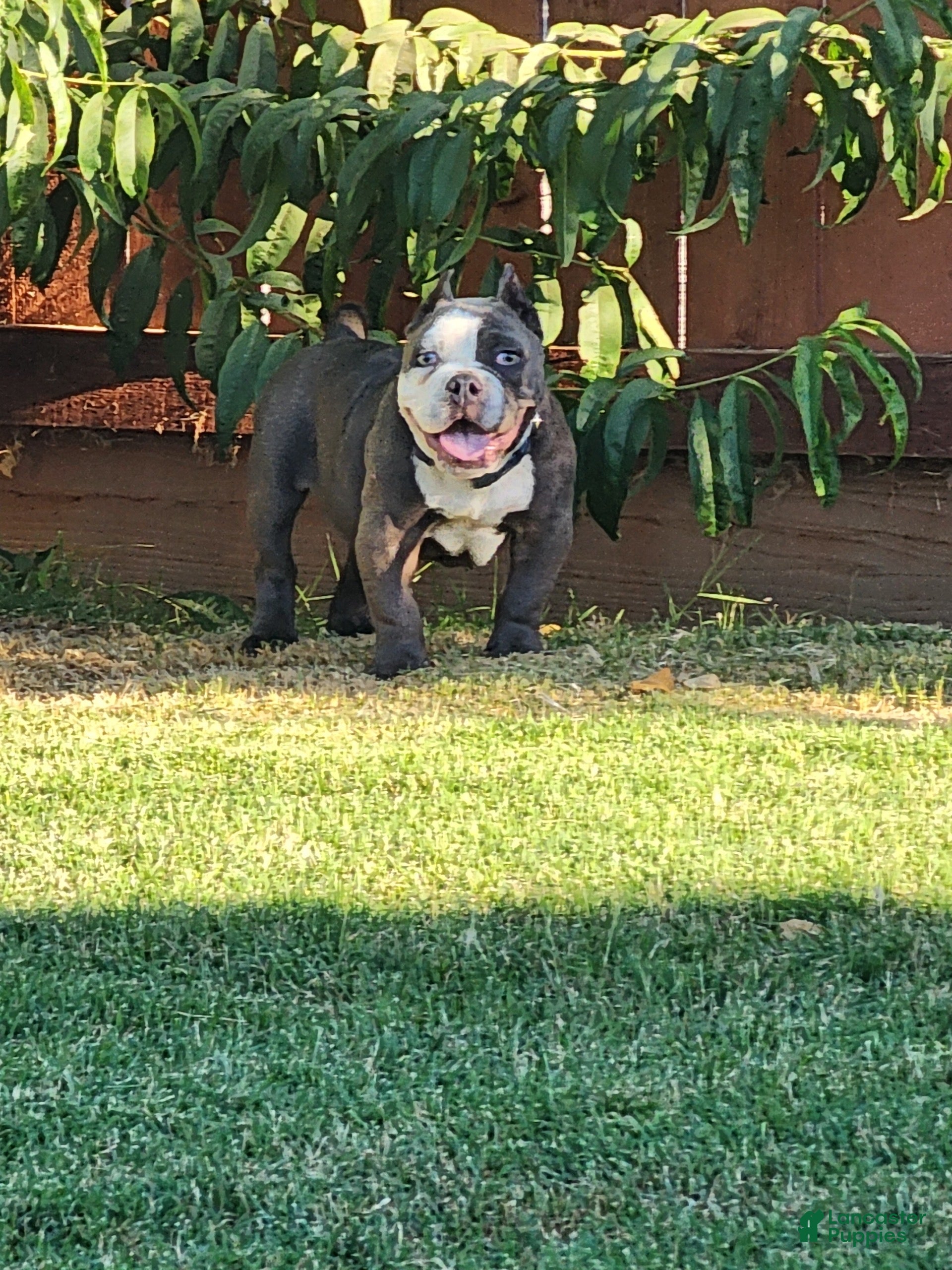 Bull Terrier Exotic Bully Kennel Club Exotic Bully Show Me A Bully