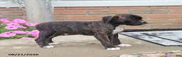 Boxer dogs for sale: Stella - Ad 4