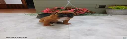 Boxer dogs for sale: Max - Ad 1