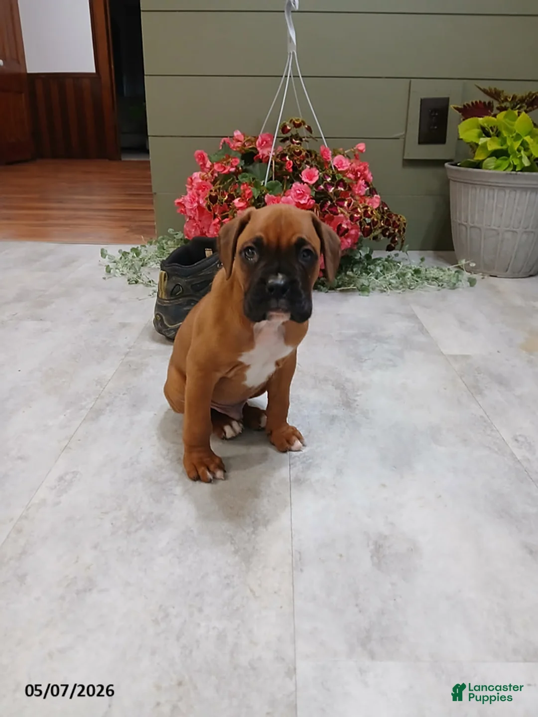 Boxer dogs for sale: Max - Ad 1