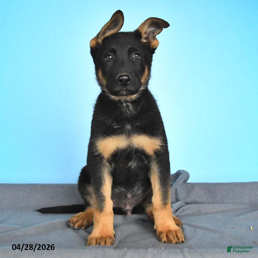 German Shepherd dogs Drake - Ad 1