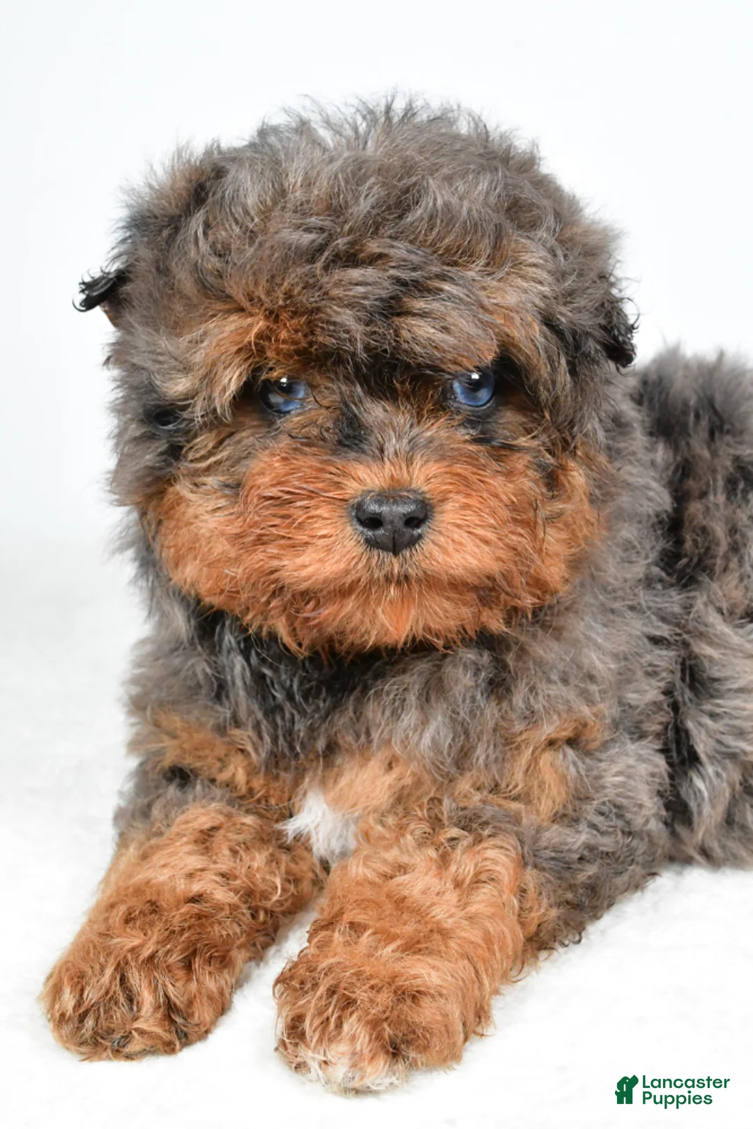Aussiedoodle dogs for sale: Braxtor - Ad 2