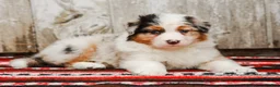 Australian Shepherd dogs for sale: Margaret - Ad 5