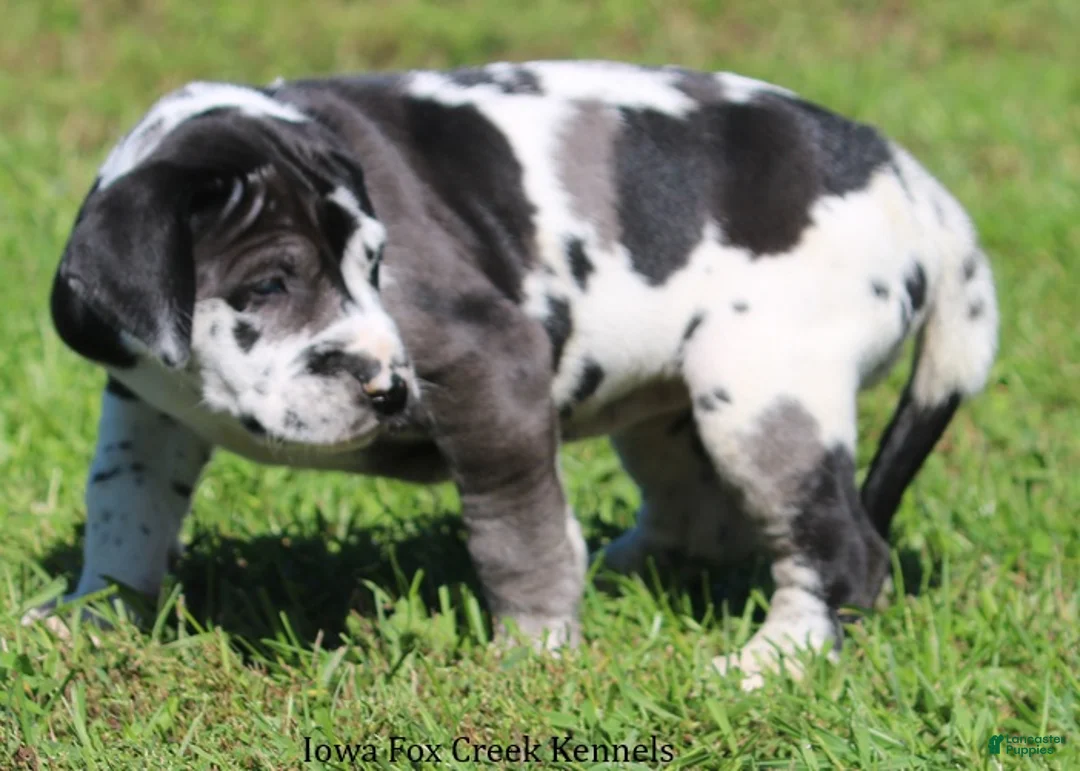 Great Dane dogs for sale: Emily - Ad 2
