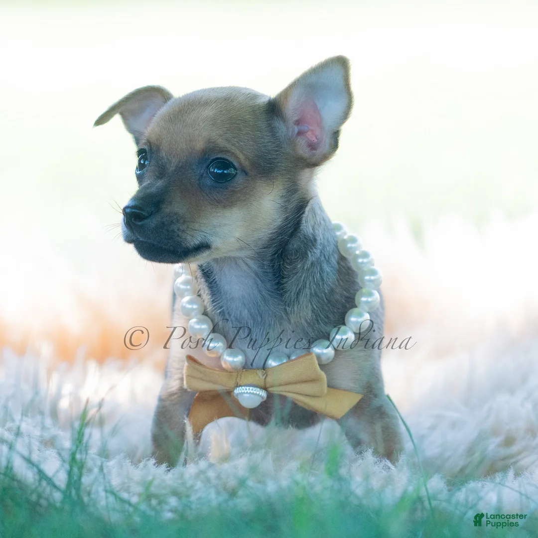 Chihuahua dogs for sale: Jupiter - Ad 2