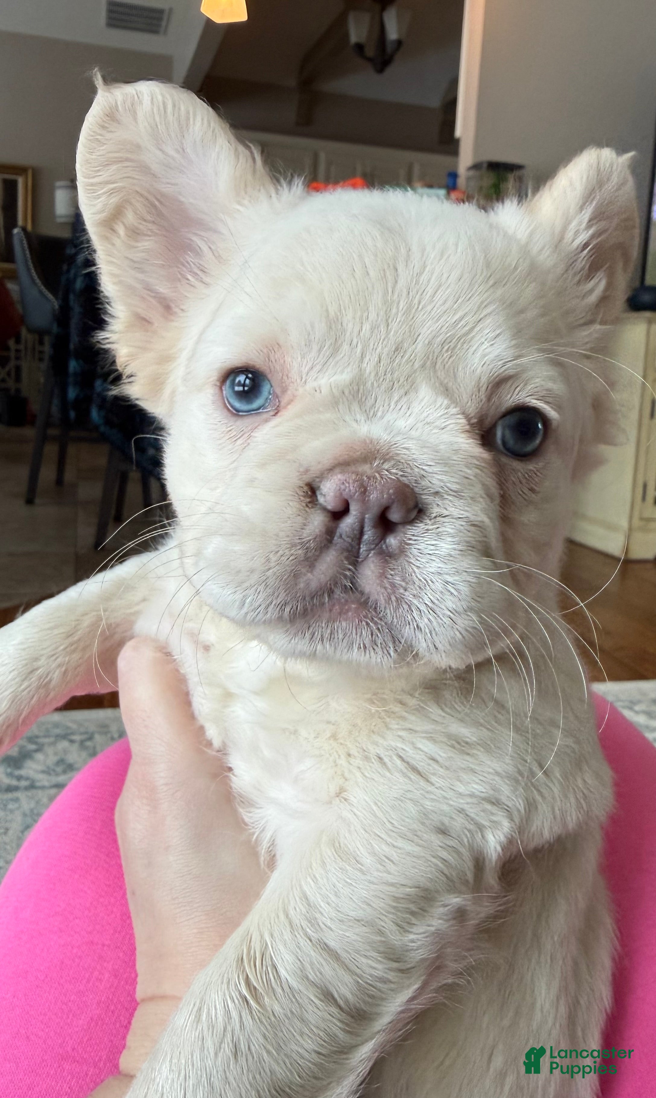 French Bulldog dogs Mini French Bulldog Puppy!  Fluffy!  Platinum!  - Ad 9