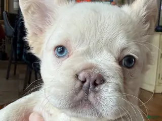 French Bulldog dogs Mini French Bulldog Puppy! Fluffy! Platinum! - Ad 9