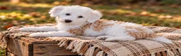 Aussiedoodle dogs for sale: Aussiedoodle 1 - Ad 4
