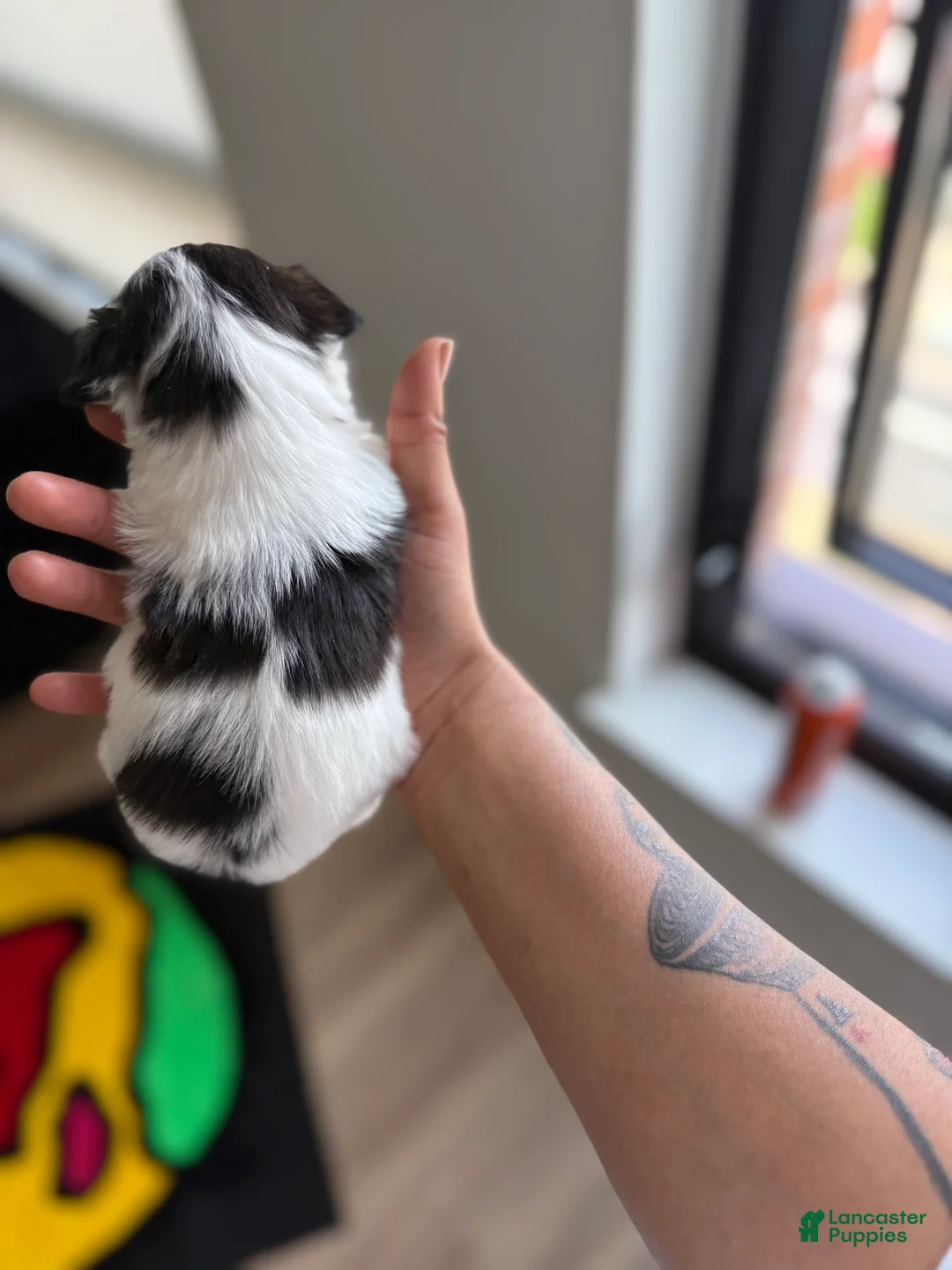 Shorkie dogs for sale: Shorkie 1 - Ad 2