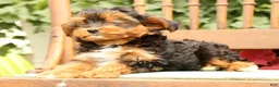 Morkie dogs for sale: Doogie - Ad 8